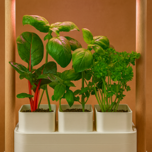 GROVI BIO Indoor Smart Garden mit LED‑Beleuchtung und automatischer Bewässerung auf einem Tisch, modernes kompaktes Pflanzsystem für Kräuter und Microgreens